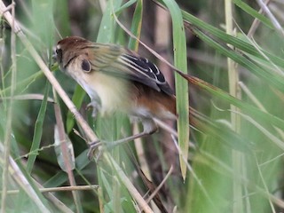  - Fly River Grassbird