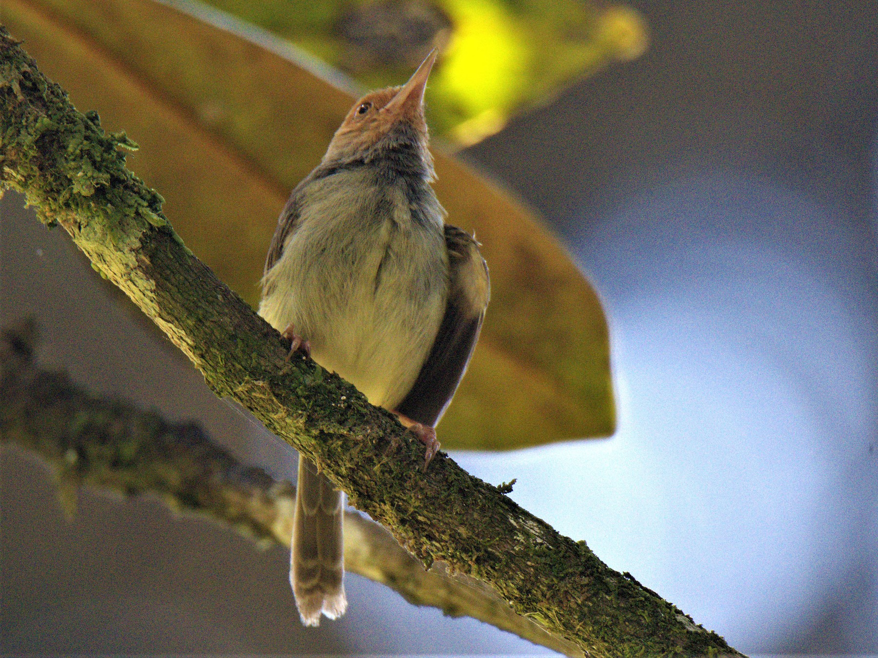 Olive-backed Tailorbird - Venkatesh VT