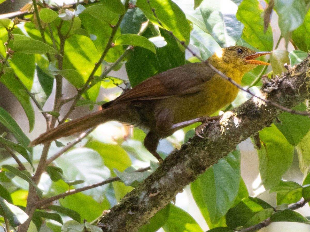 Malia - Malia grata - Birds of the World