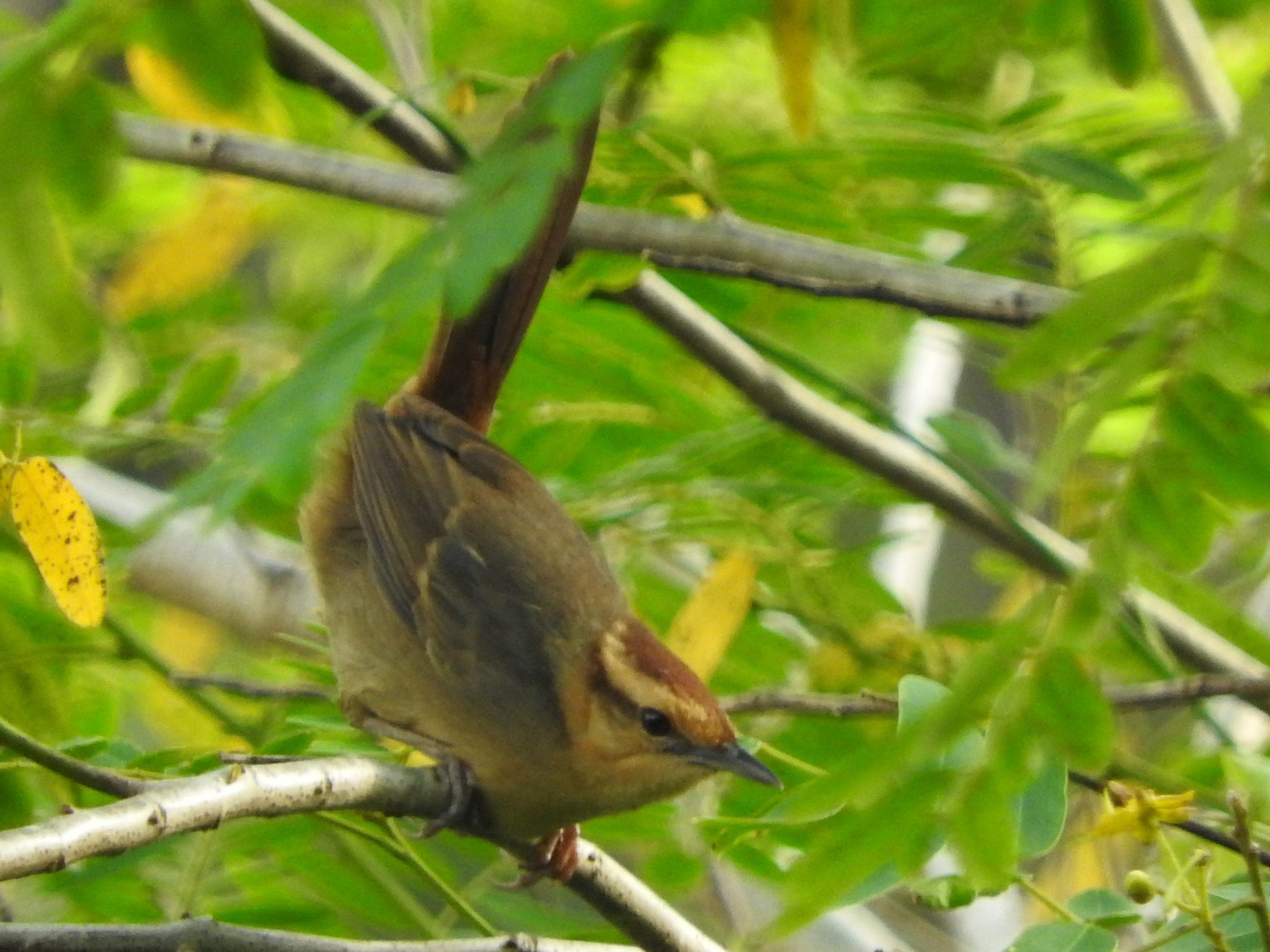 Buff-banded Bushbird - Sandy Gayasih