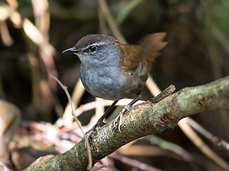 Sulawesi Bush Warbler - eBird