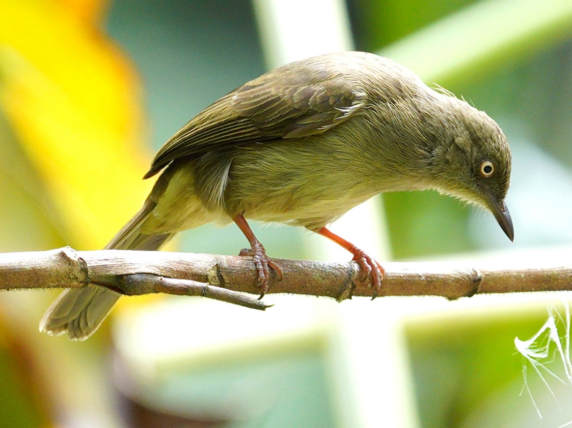 Cream-eyed Bulbul - eBird