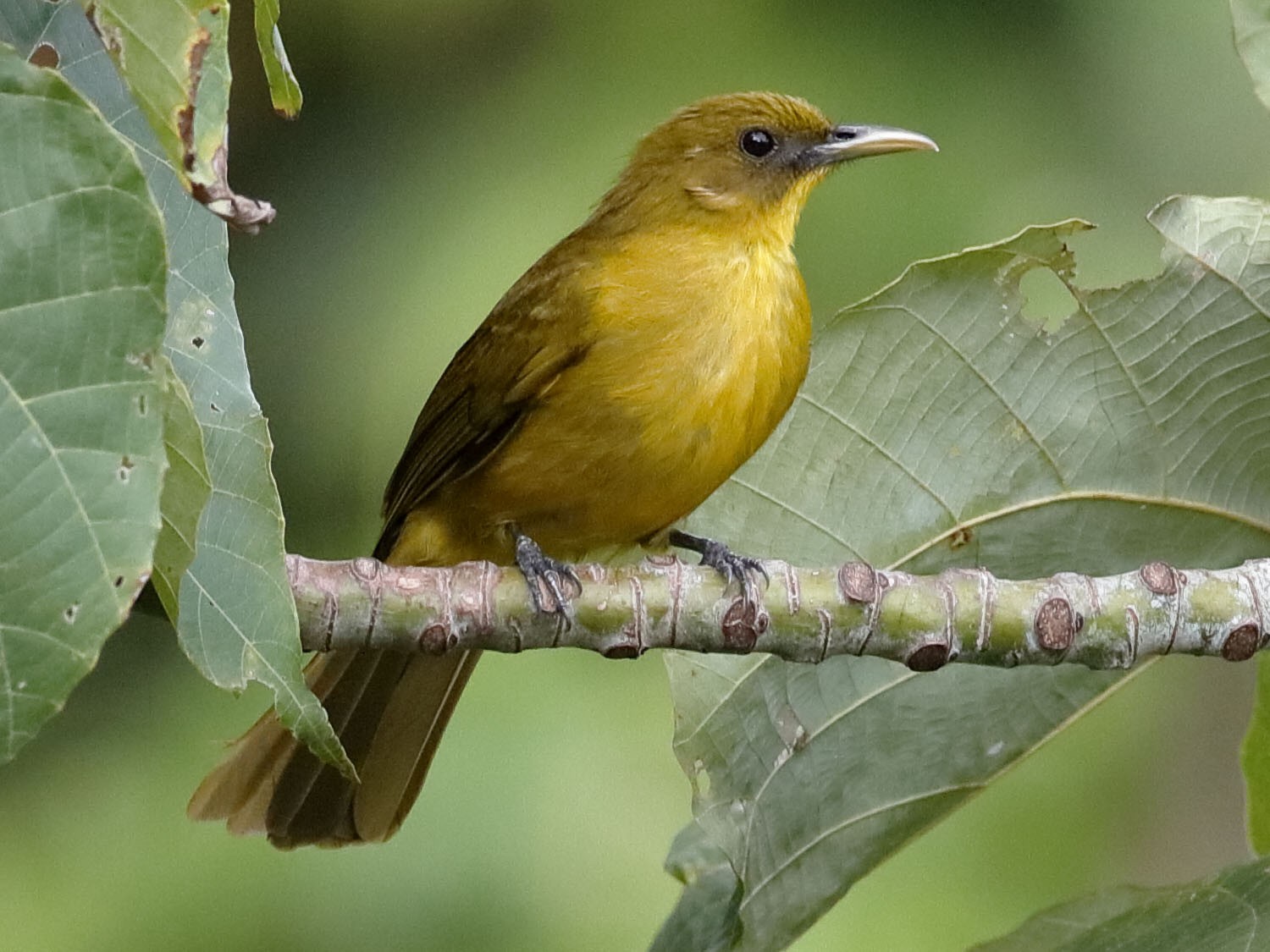 Halmahera Golden-Bulbul - Holger Teichmann