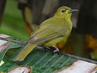 Buru Golden Bulbul Alophoixus Mystacalis Birds Of The World