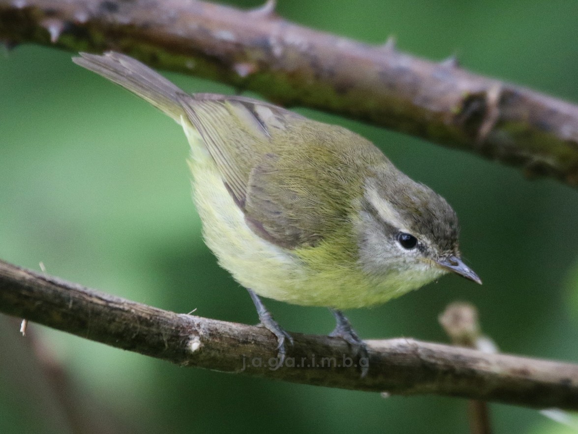 Timor Leaf Warbler - Yovie Jehabut