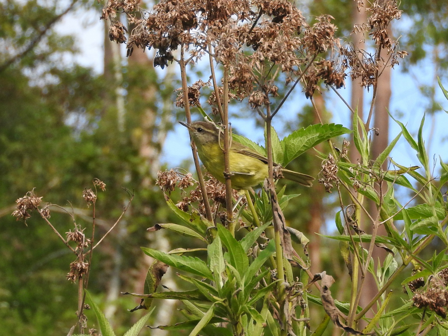 Timor Leaf Warbler - Sandy Gayasih
