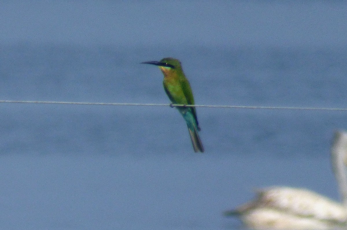 Blue-tailed Bee-eater - ML275306991