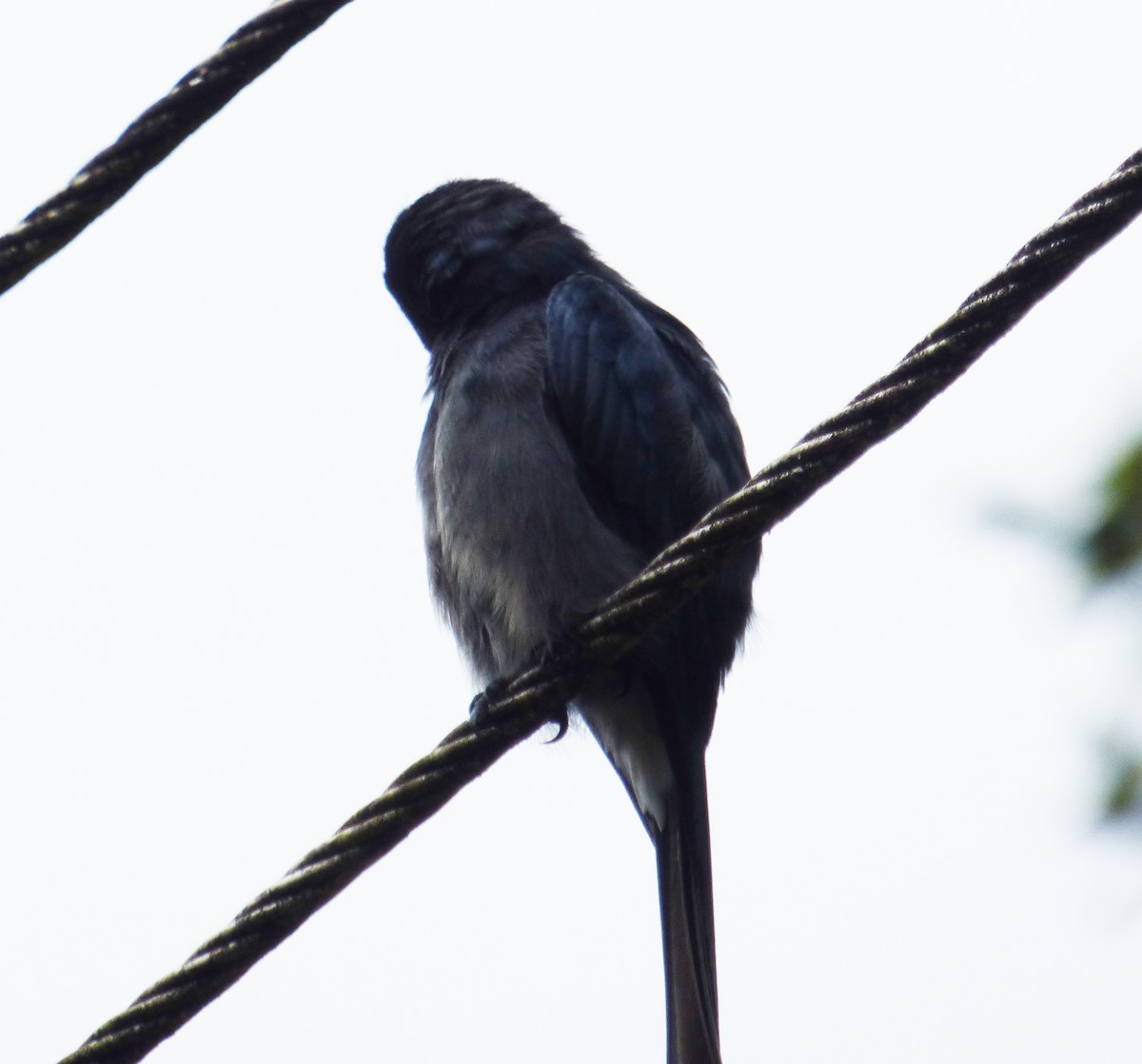 White-bellied Drongo (White-vented) - ML275307041