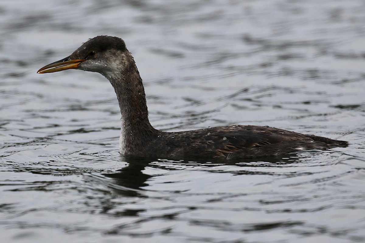 Red-necked Grebe - Colin Dobson