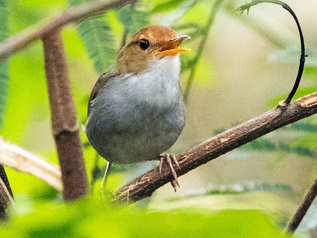 Russet-capped Tesia - eBird