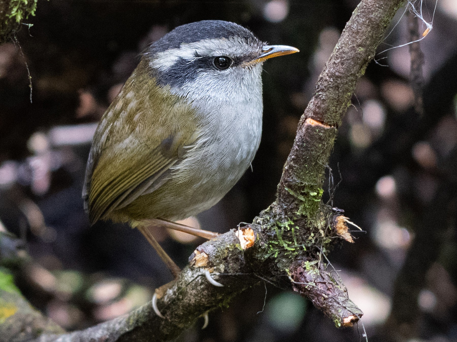 Javan Tesia - eBird