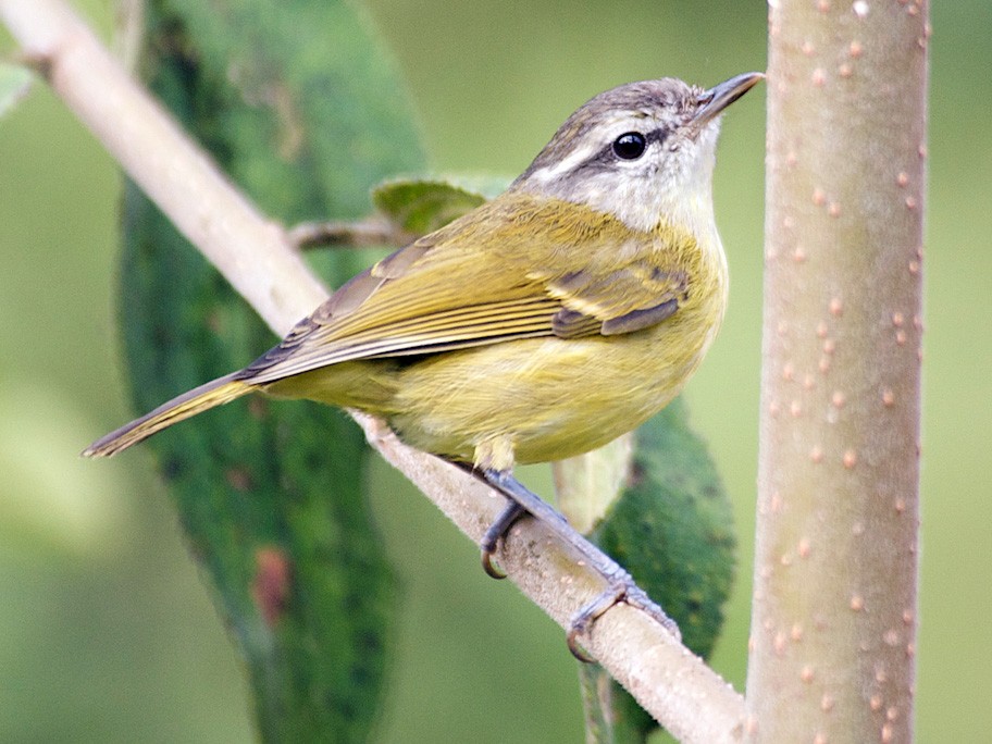 Island Leaf Warbler - Phylloscopus poliocephalus - Birds of the World