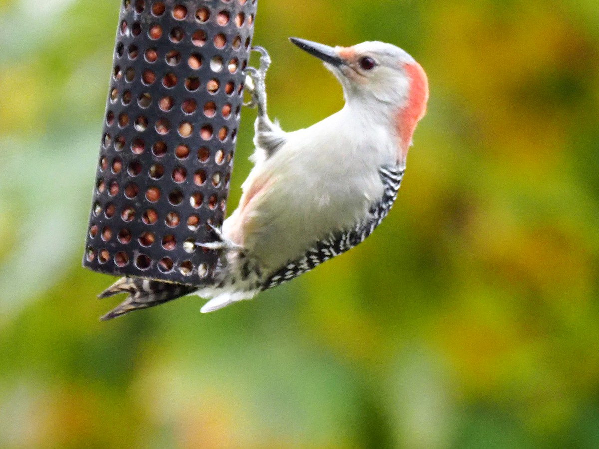 Red-bellied Woodpecker - ML275312621