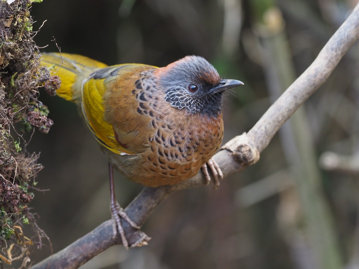 Chestnut-crowned Laughingthrush - ML275319971