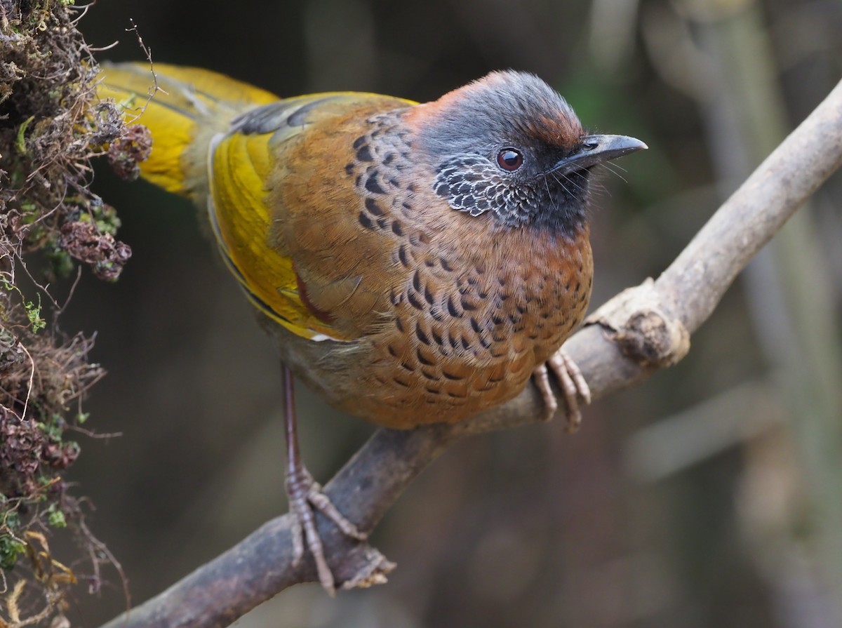Chestnut-crowned Laughingthrush - ML275320071
