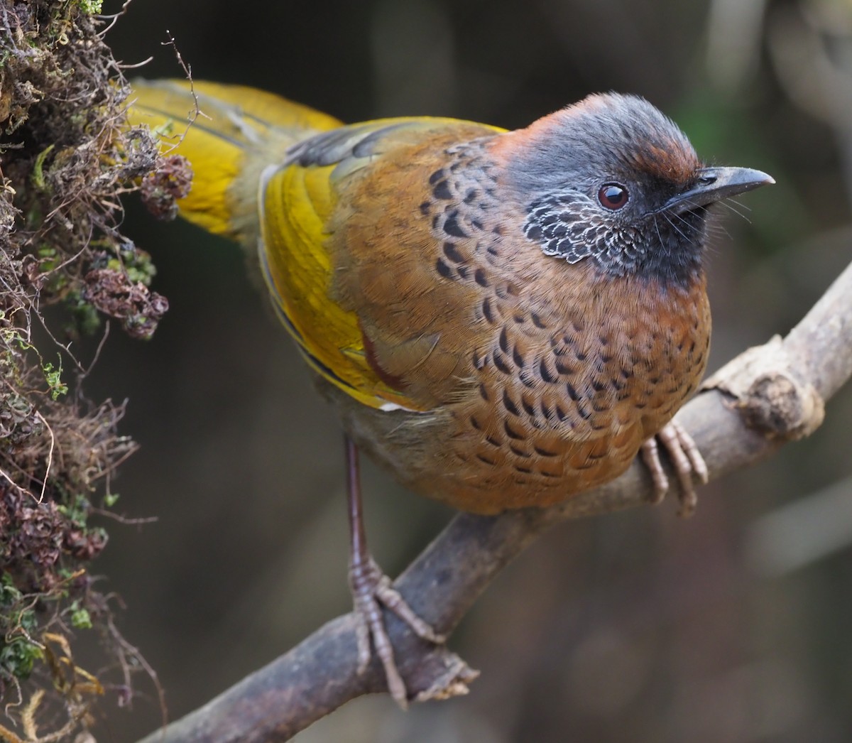 Chestnut-crowned Laughingthrush - ML275320291