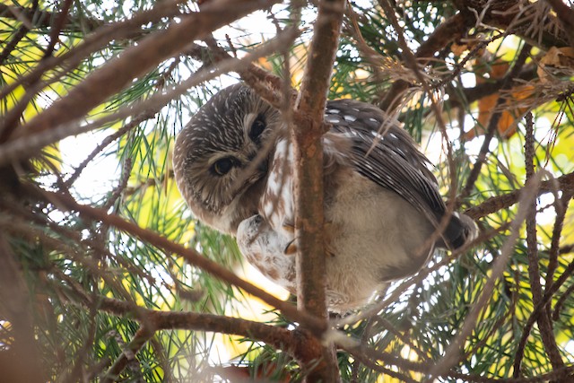 Northern Saw-whet Owl