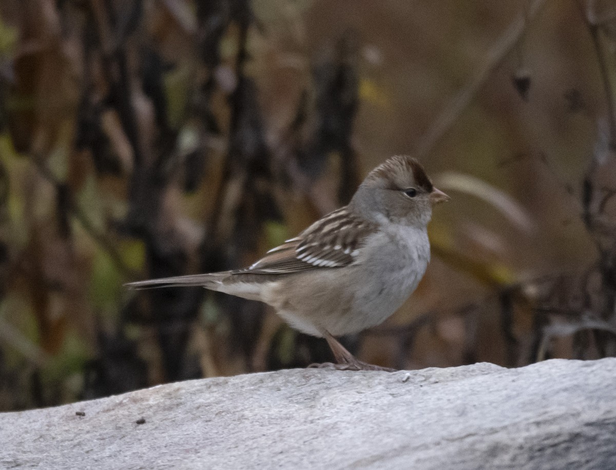 White-crowned Sparrow - ML275321431