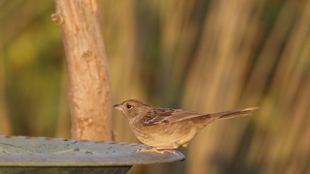 Golden-crowned Sparrow - ML275322181