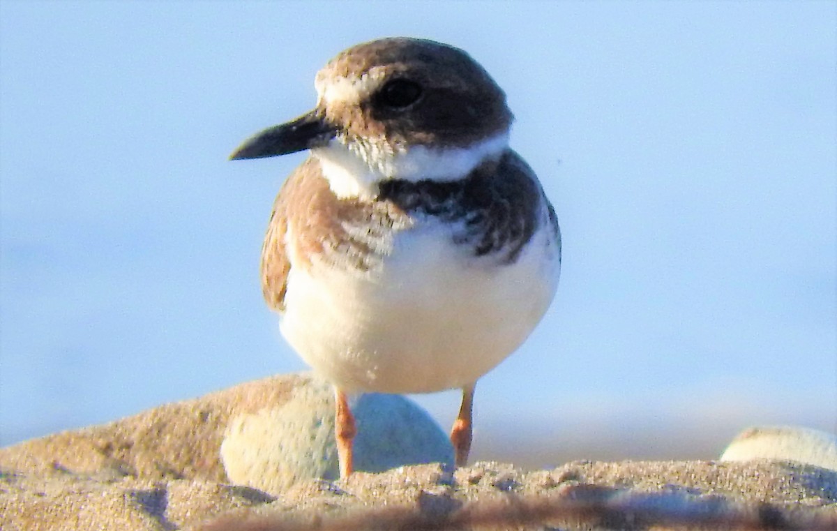 Semipalmated Plover - ML275330571