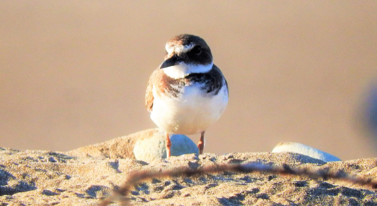 Semipalmated Plover - ML275330581