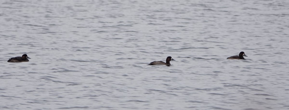 Greater Scaup - ML275333871
