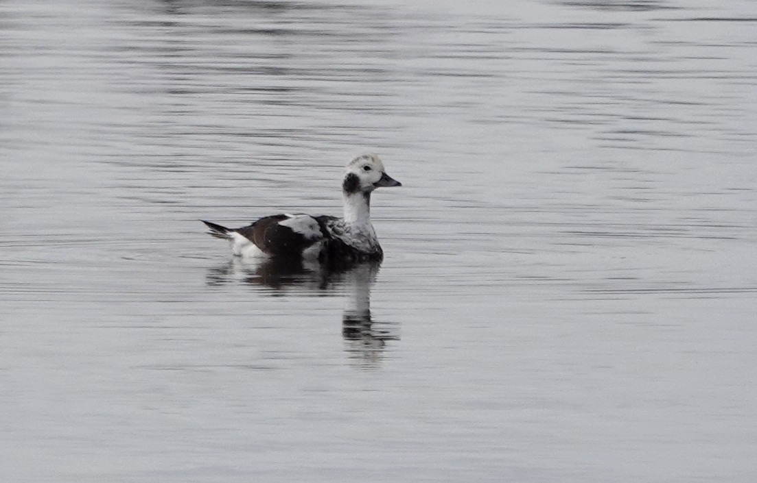 Long-tailed Duck - ML275334001