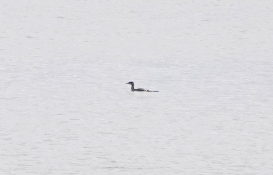 Red-necked Grebe - ML275334071