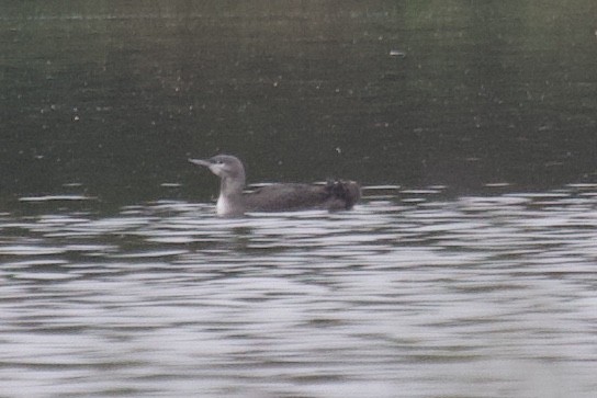 Red-throated Loon - ML275334321