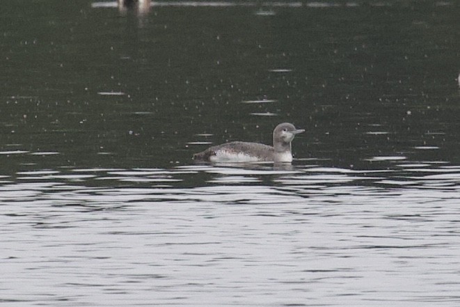 Red-throated Loon - Andrew Bell