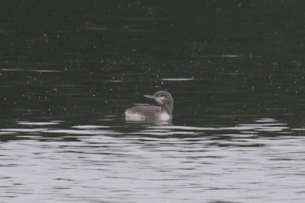 Red-throated Loon - ML275334401