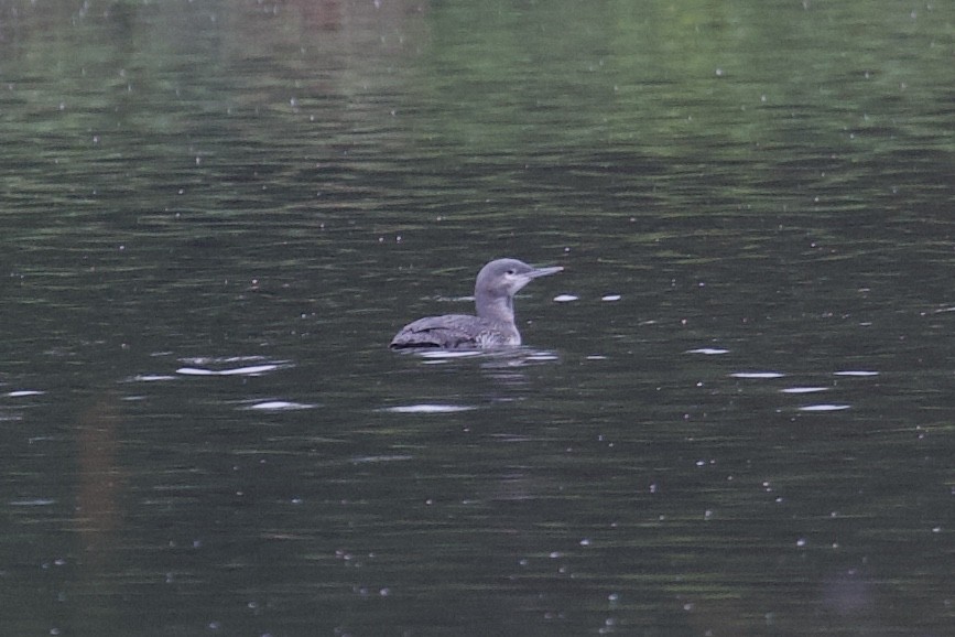 Red-throated Loon - ML275334411
