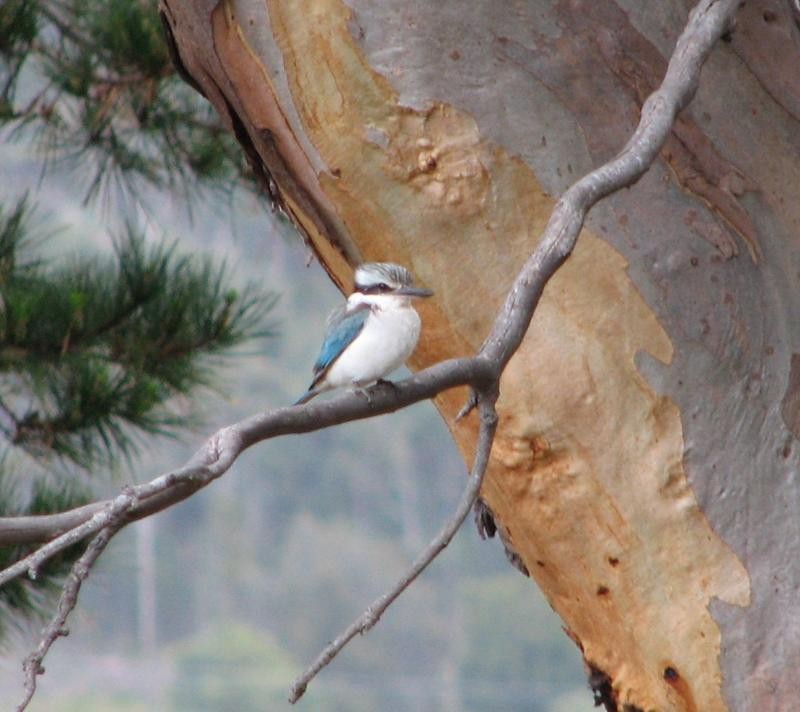 Red-backed Kingfisher - Birdline Australia