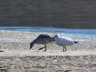 Snow Goose, ML275338861