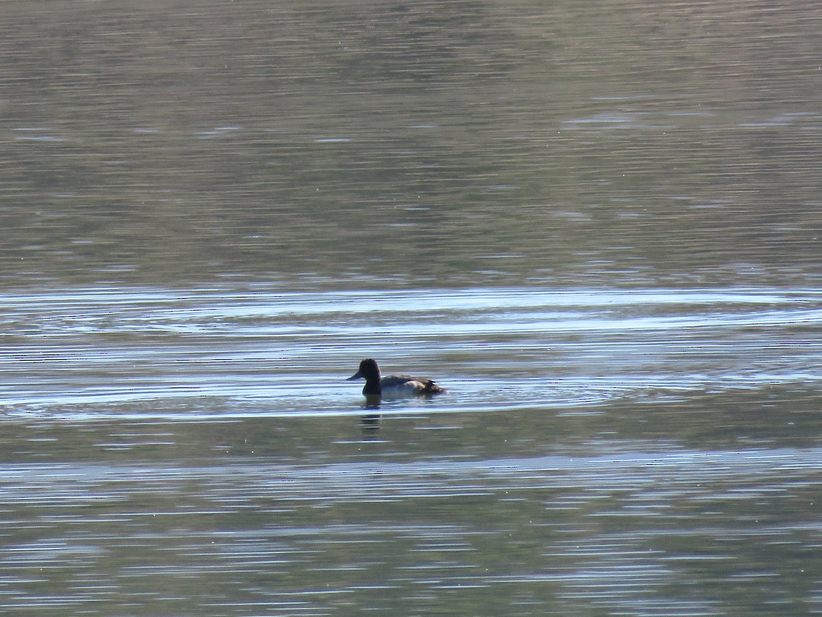 Greater/Lesser Scaup - Simon Thornhill