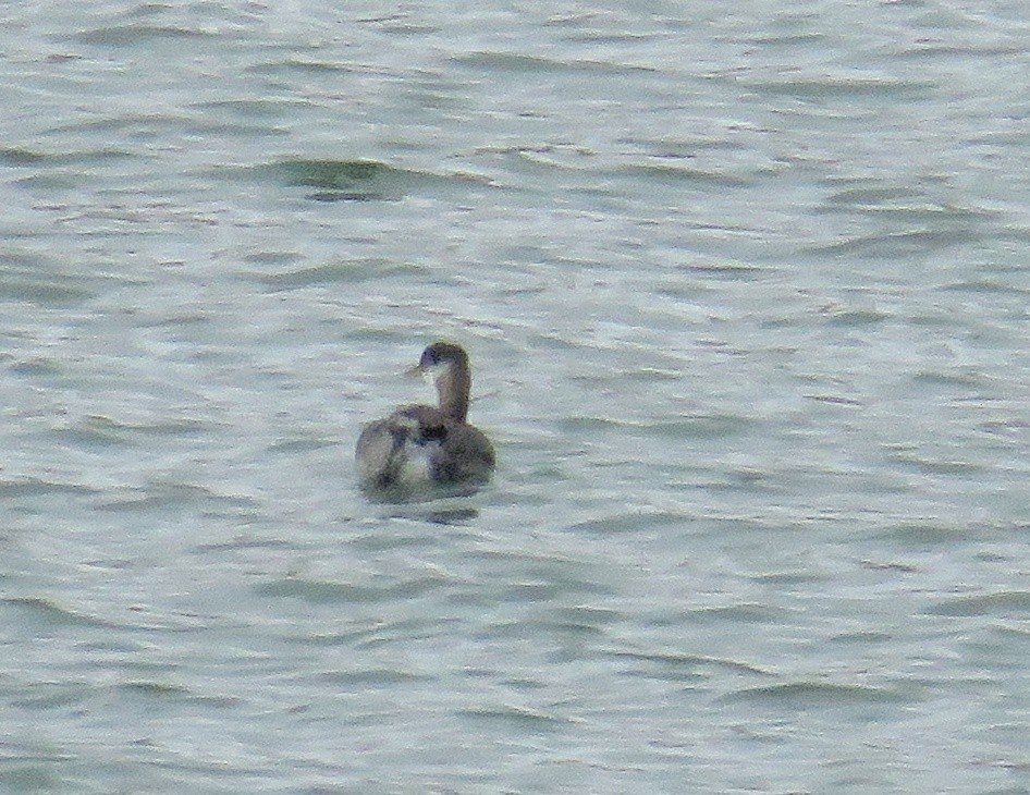 Red-necked Grebe - ML275341341
