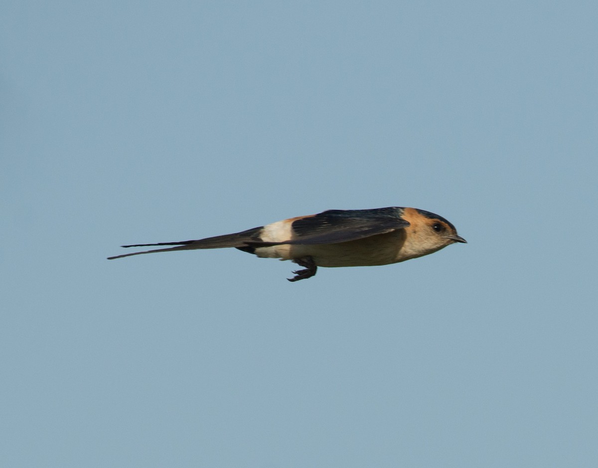 Red-rumped Swallow - Huw Roberts