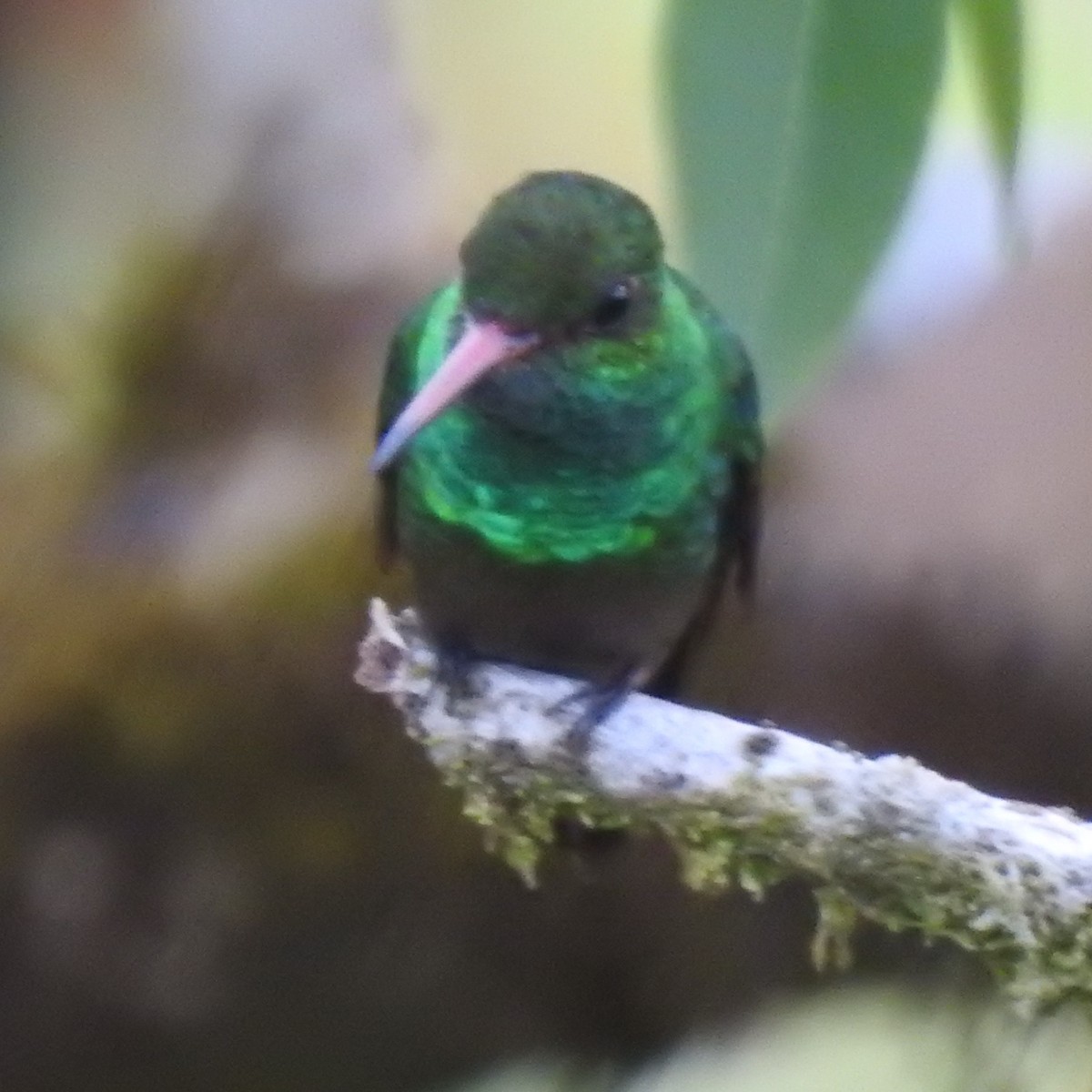 Rufous-tailed Hummingbird - ML275342561