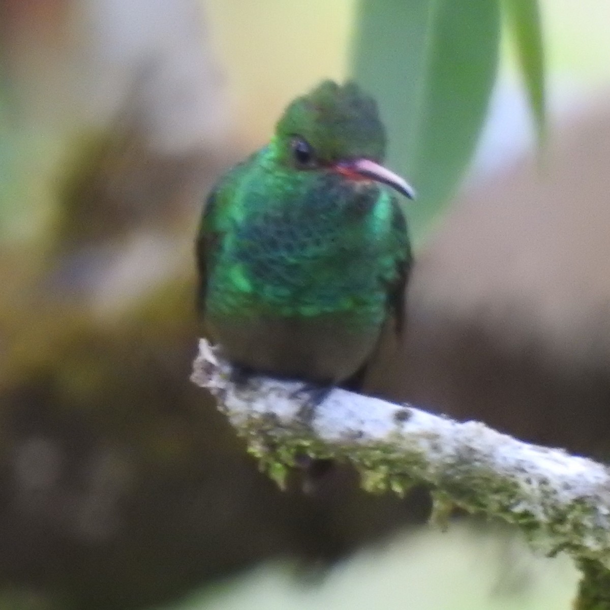 Rufous-tailed Hummingbird - ML275342581