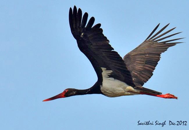 Black Stork - Savithri Singh