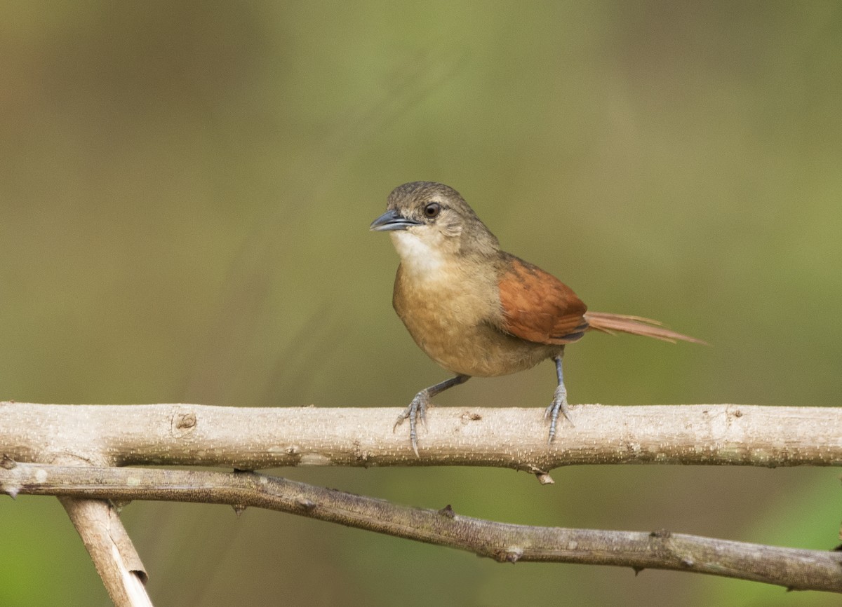 Plain-crowned Spinetail - ML275347061