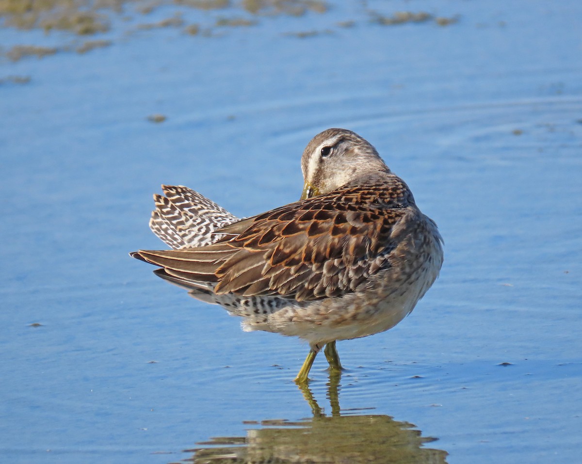 Long-billed Dowitcher - Tom Edell