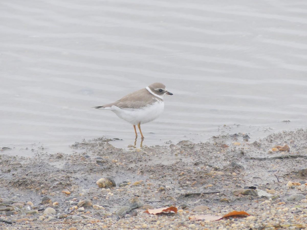 Semipalmated Plover - ML275351721