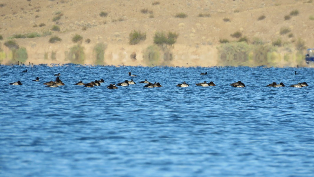Greater Scaup - ML275352411