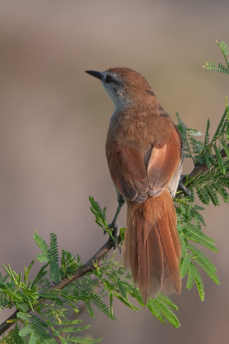 Yellow-chinned Spinetail - ML275355891