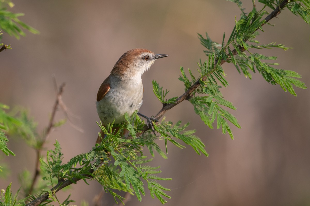 Yellow-chinned Spinetail - ML275355921