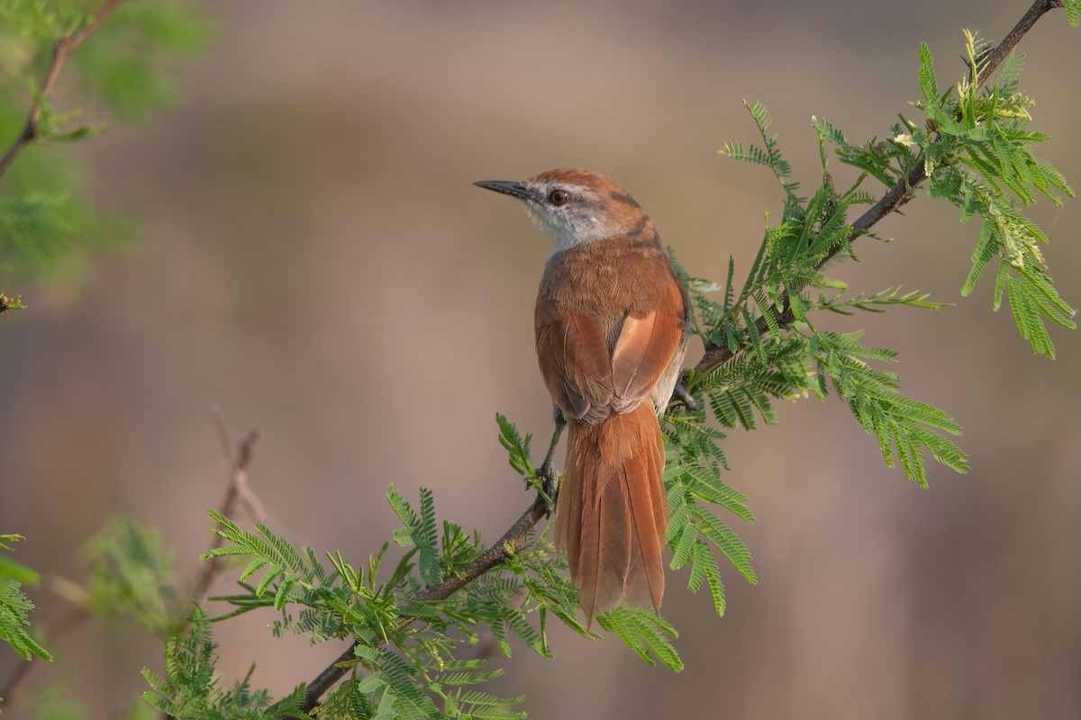 Yellow-chinned Spinetail - ML275355931