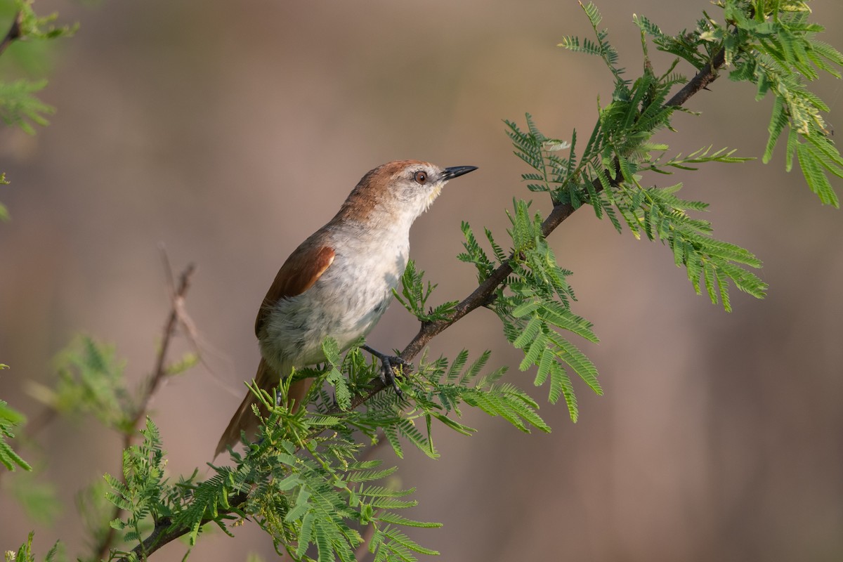 Yellow-chinned Spinetail - ML275355951