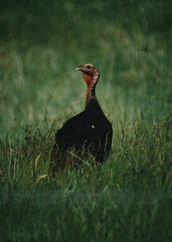Wild Turkey - Dave DeReamus