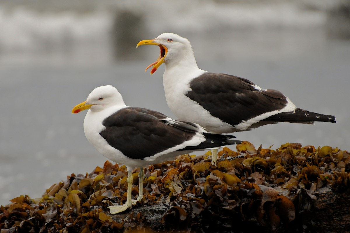 Kelp Gull - Christian  Nunes